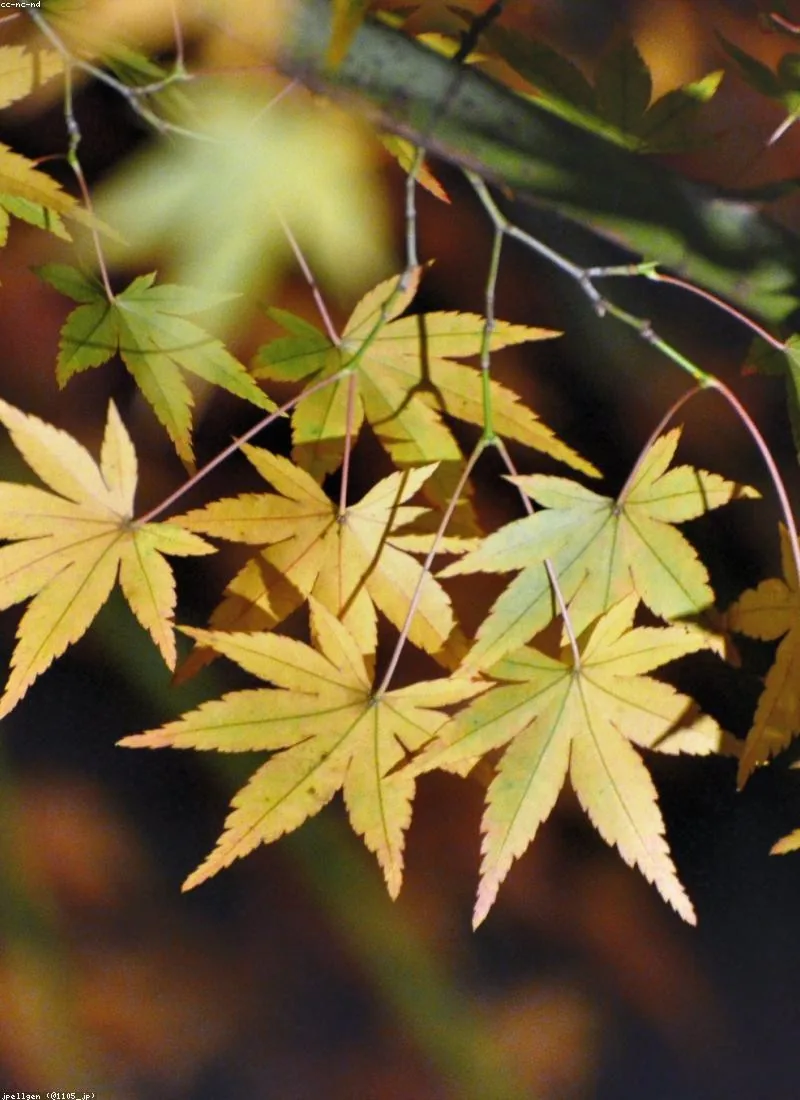 Maple leaves turning from yellow to red in autumn
