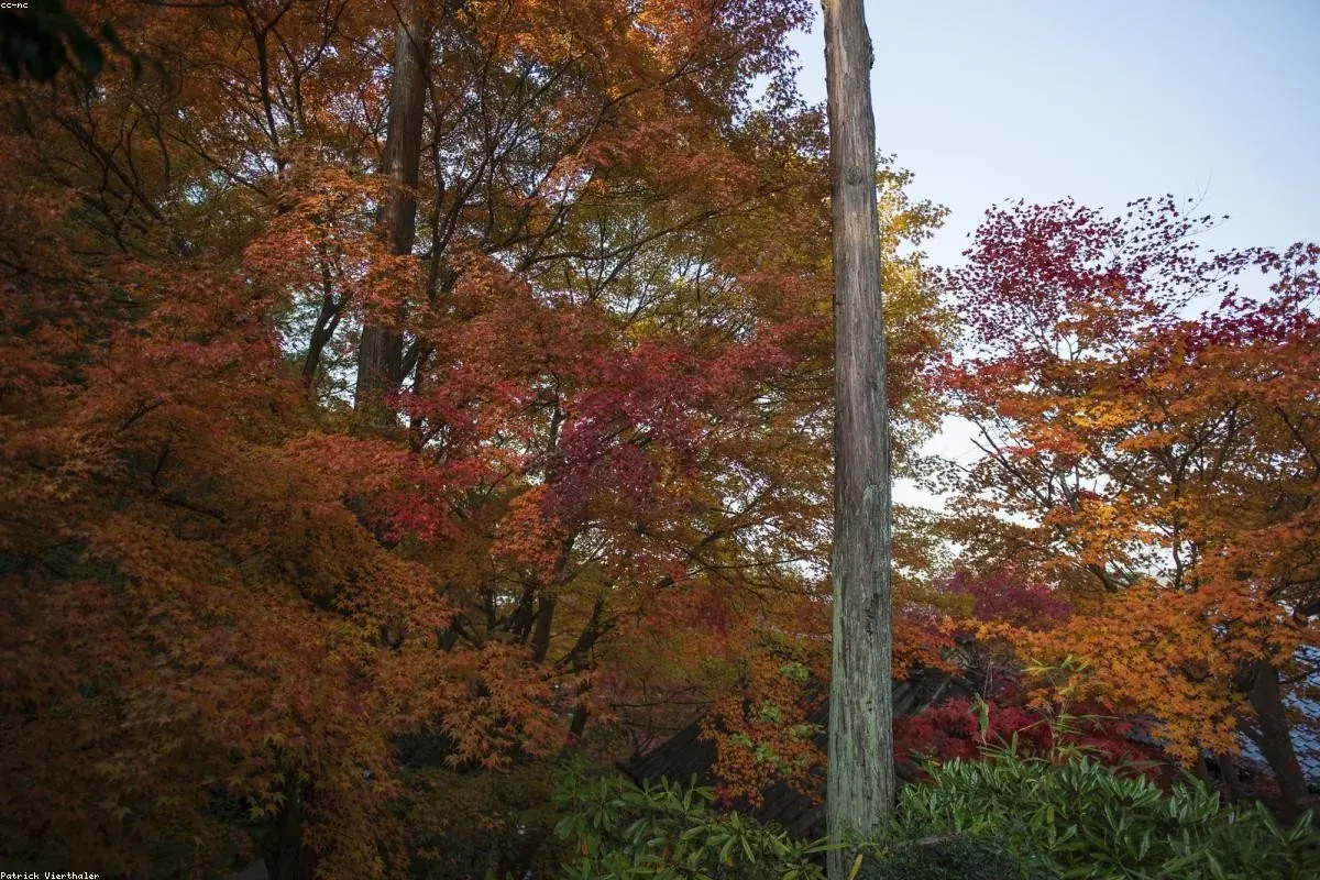 Hillside forest in full autumn colour